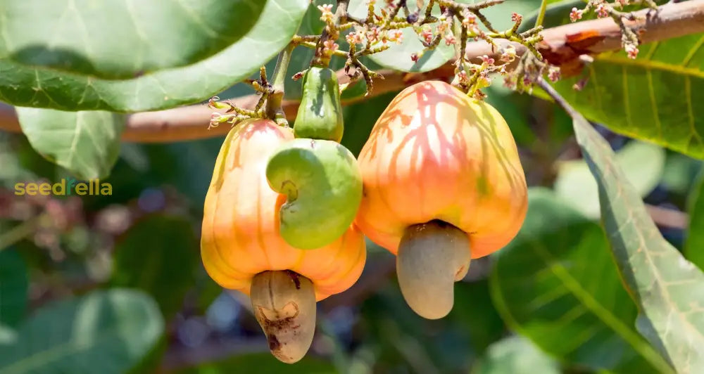 Cashew Nut Seeds For Planting And Growth