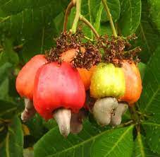 Cashew nut seeds for planting and home growing