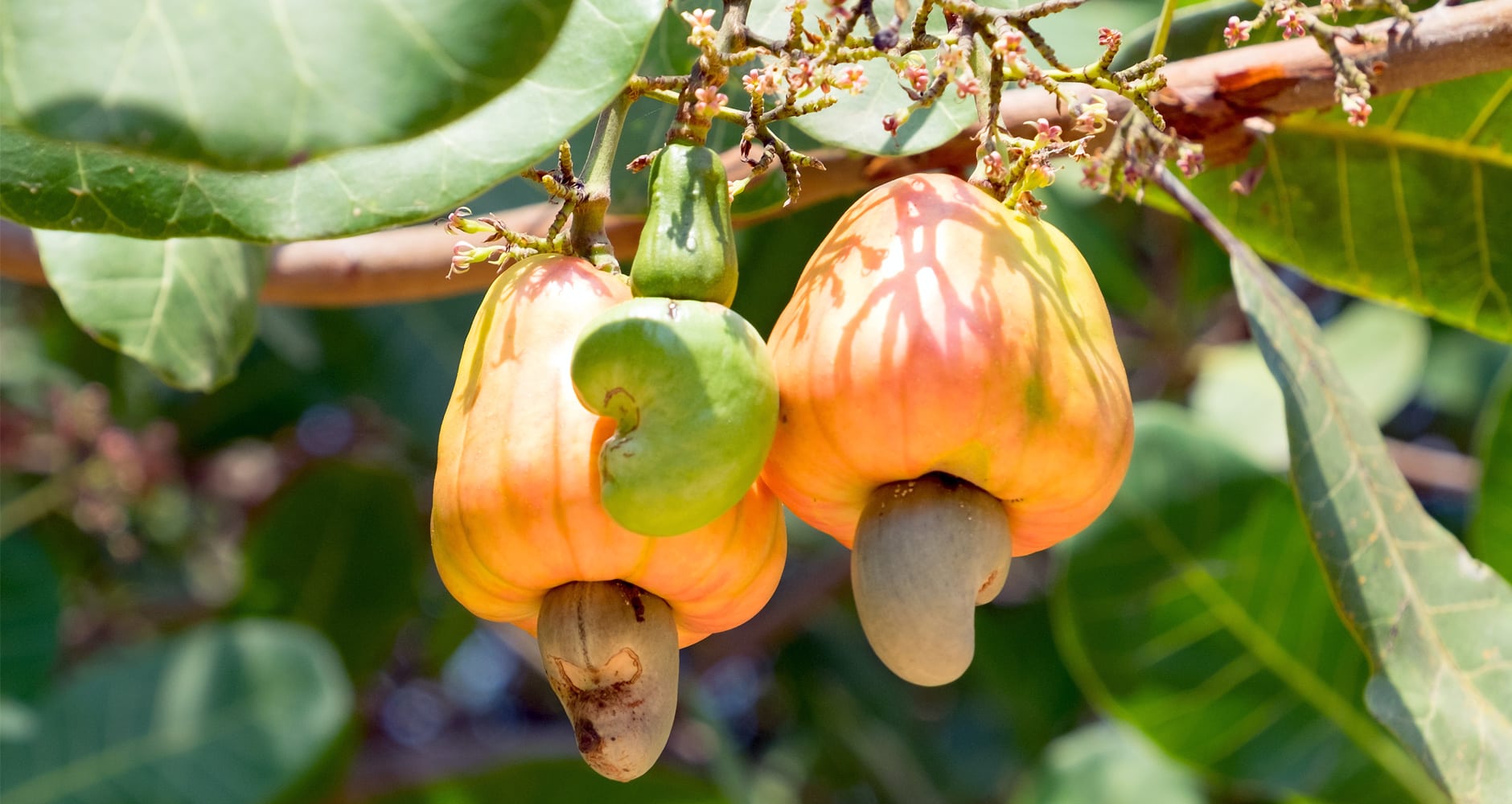 Cashew seedlings germination and planting guide
