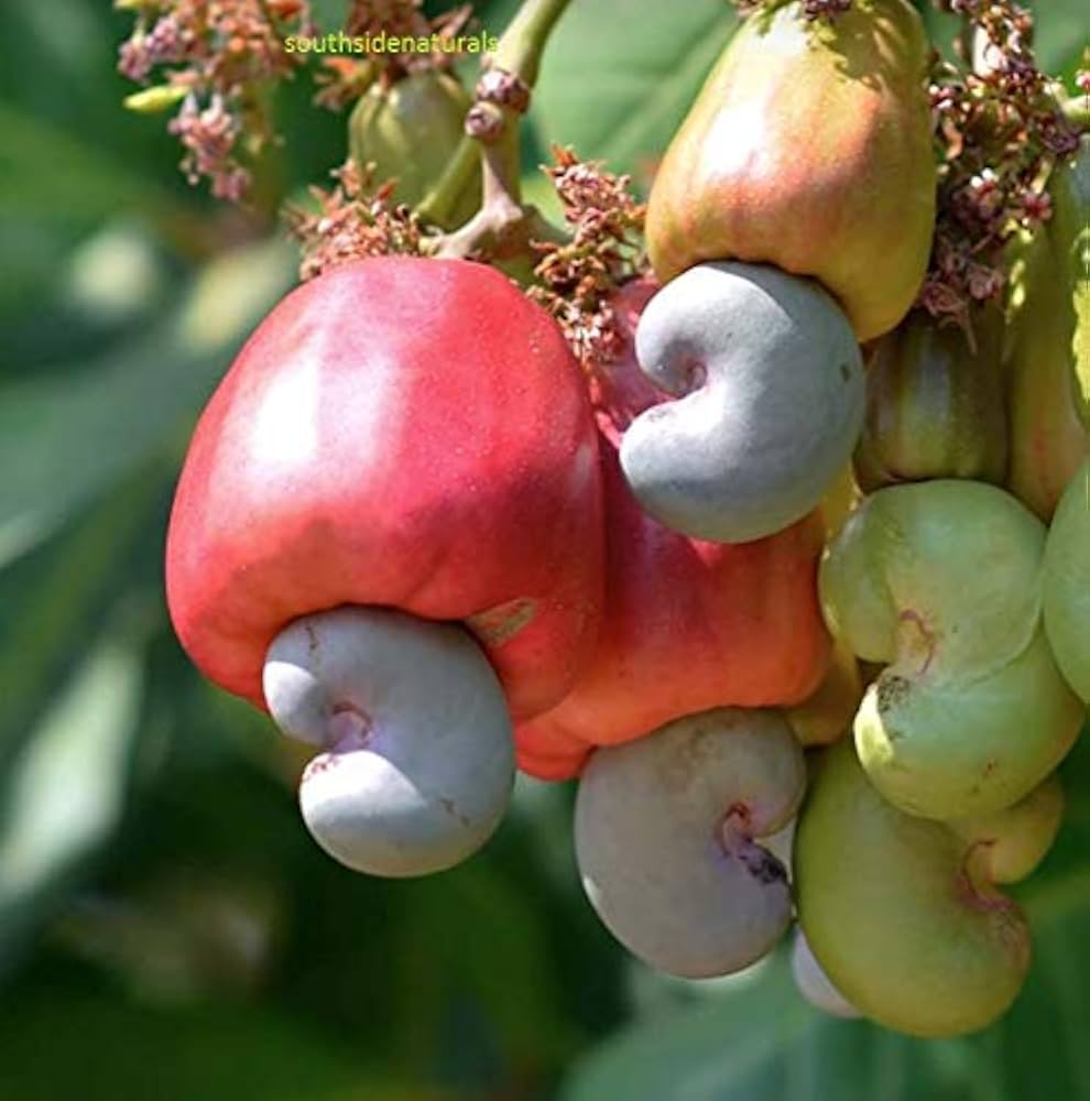 Cashew tree seed germination and planting guide