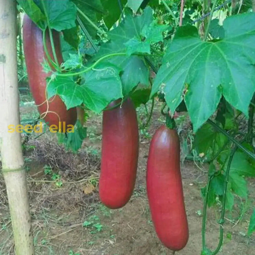 Cassabanana seeds rare tropical vine variety
