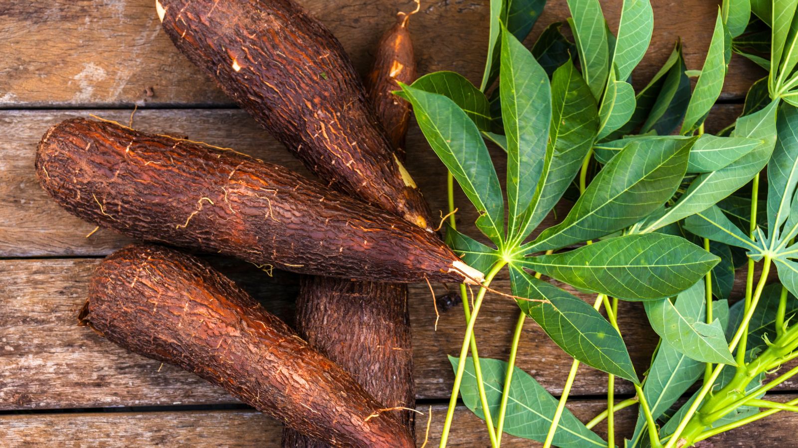 Non GMO Cassava seeds easy to plant