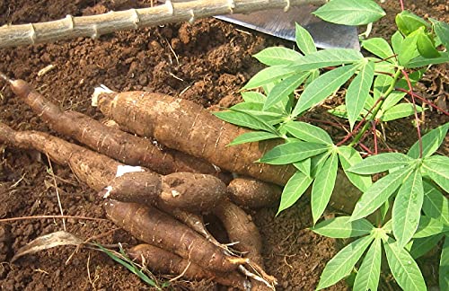 Cassava root vegetable seeds tropical gardening