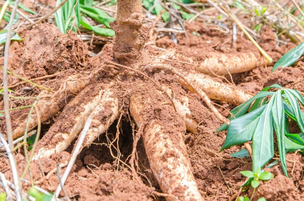 High quality Cassava seeds non GMO