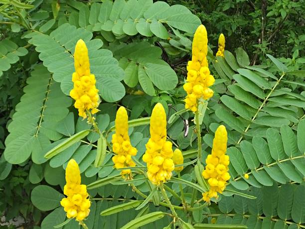Cassia Alata Growing in a Tropical Garden