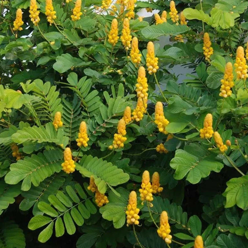 Cassia Alata Yellow Flower Seeds for Planting – Candle Bush Blooms