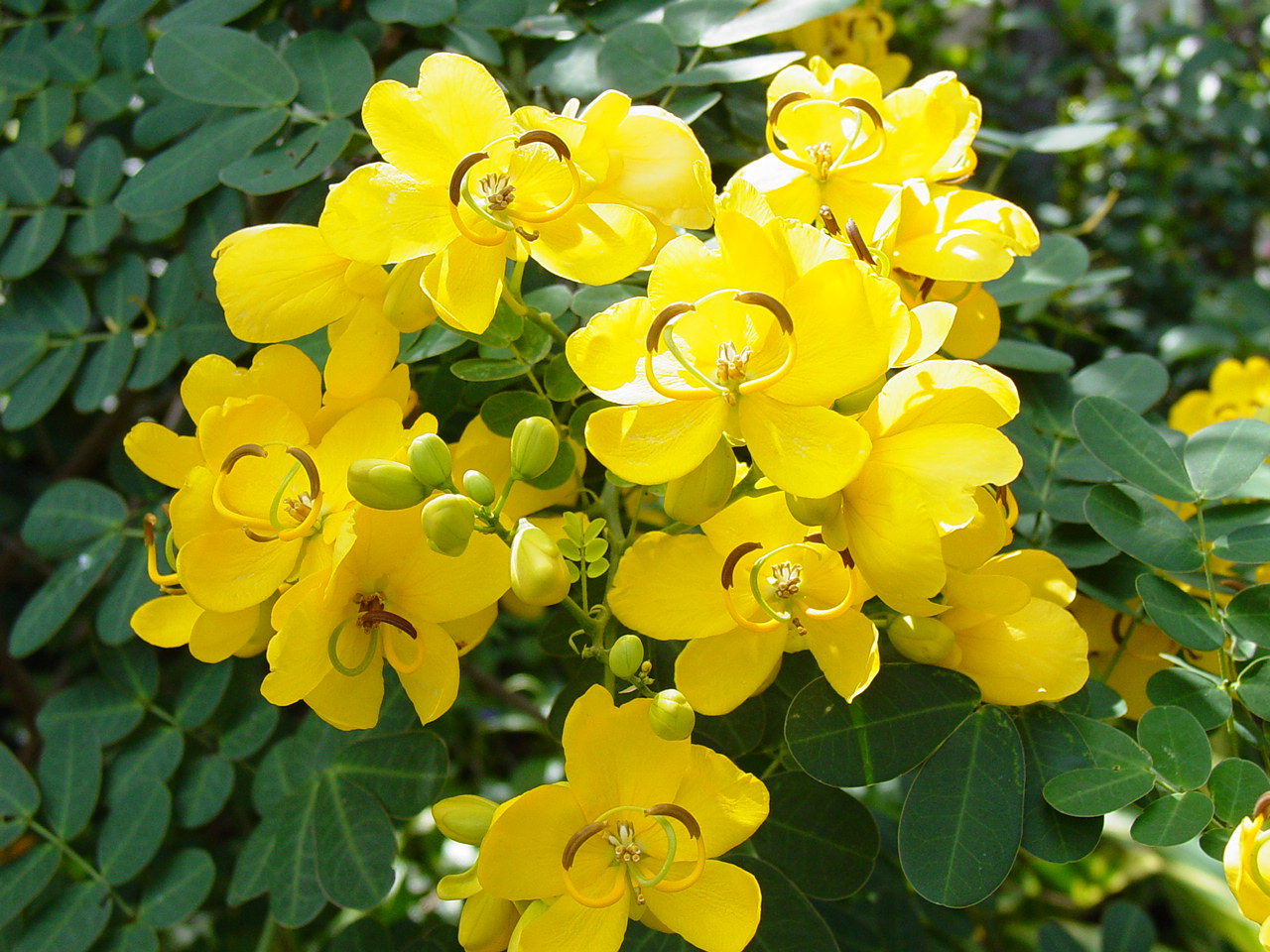 Cassia Flower Seeds for Planting – Elegant Yellow Blooms