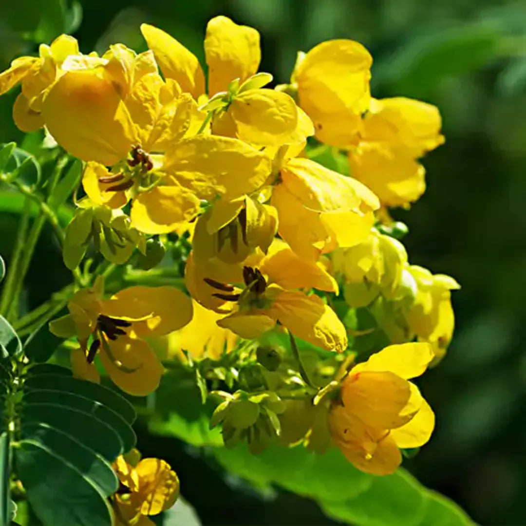 Cassia Flowering Plant – Bright Yellow Garden Blooms
