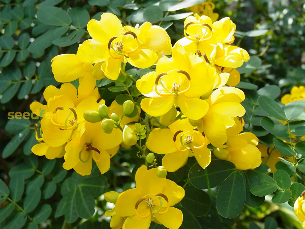 Cassia Seeds For Elegant Blooms - Perfect Planting Flower