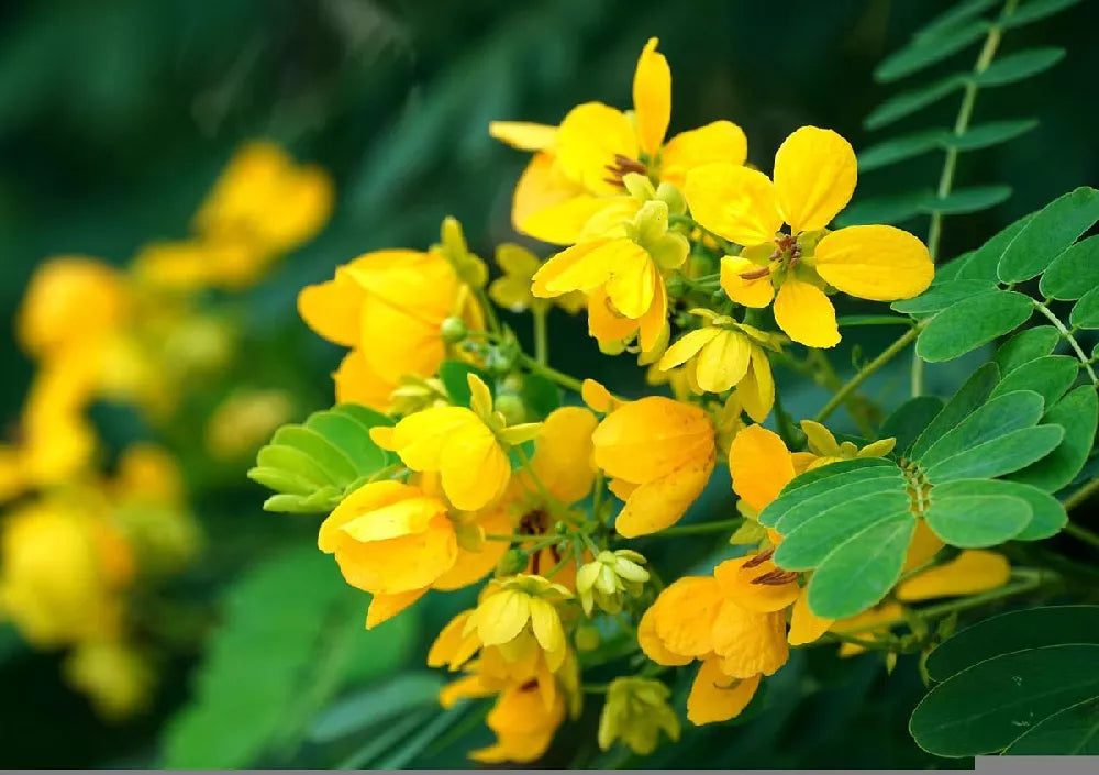 Cassia Seeds Yellow – Non-GMO Flower Seeds for Garden Use