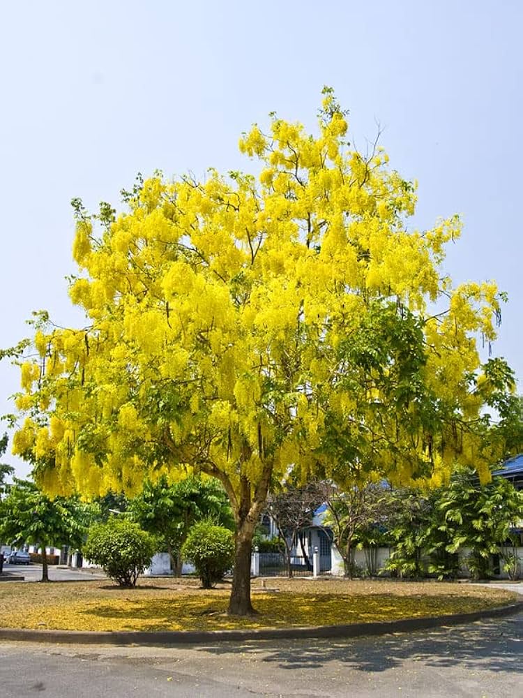Cassia Tree Seeds Planting and Growing Guide