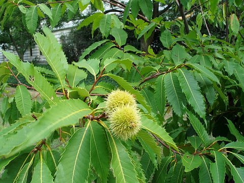 Castanea dentata American chestnut seeds growing into tall native tree