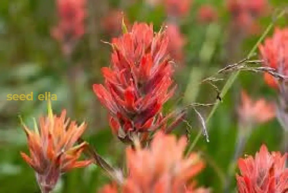 Castilleja Miniata Seeds For Easy Planting Flower