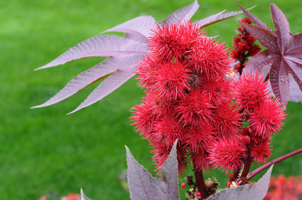 Bold Ricinus Plant Seeds For Easy Planting