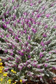 Silvery Aromatic Foliage of Cat Thyme Teucrium Marum