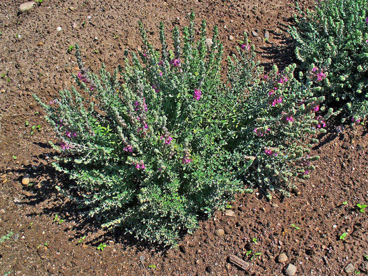Cat Thyme Seeds Teucrium Marum Silvery Foliage and Red-Purple Flowers