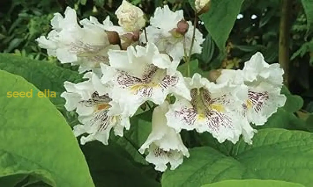 Catalpa Flower Seeds Planting Guide: Your Essential Guide To