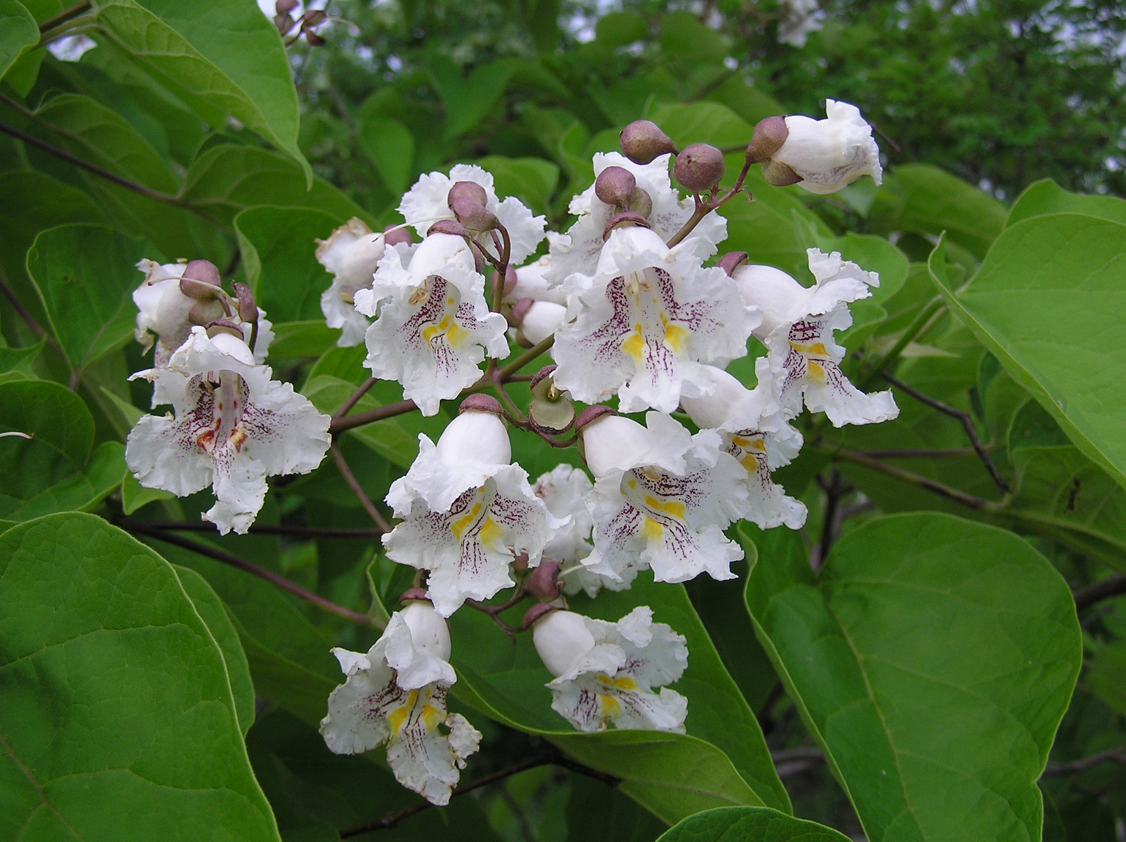Southern Catalpa Tree Blooming in Garden Landscape