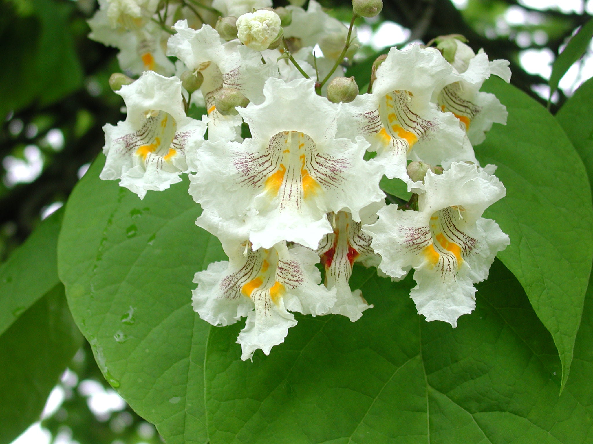 Southern Catalpa Seedlings Growing in Pots