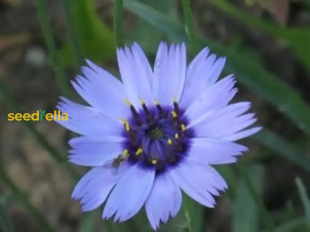 Catananche Flower Seeds - Blue Variety For Planting