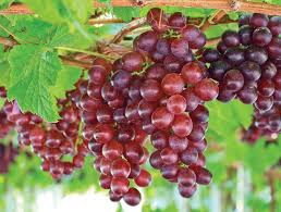 Reddish-purple Catawba grapes in cluster