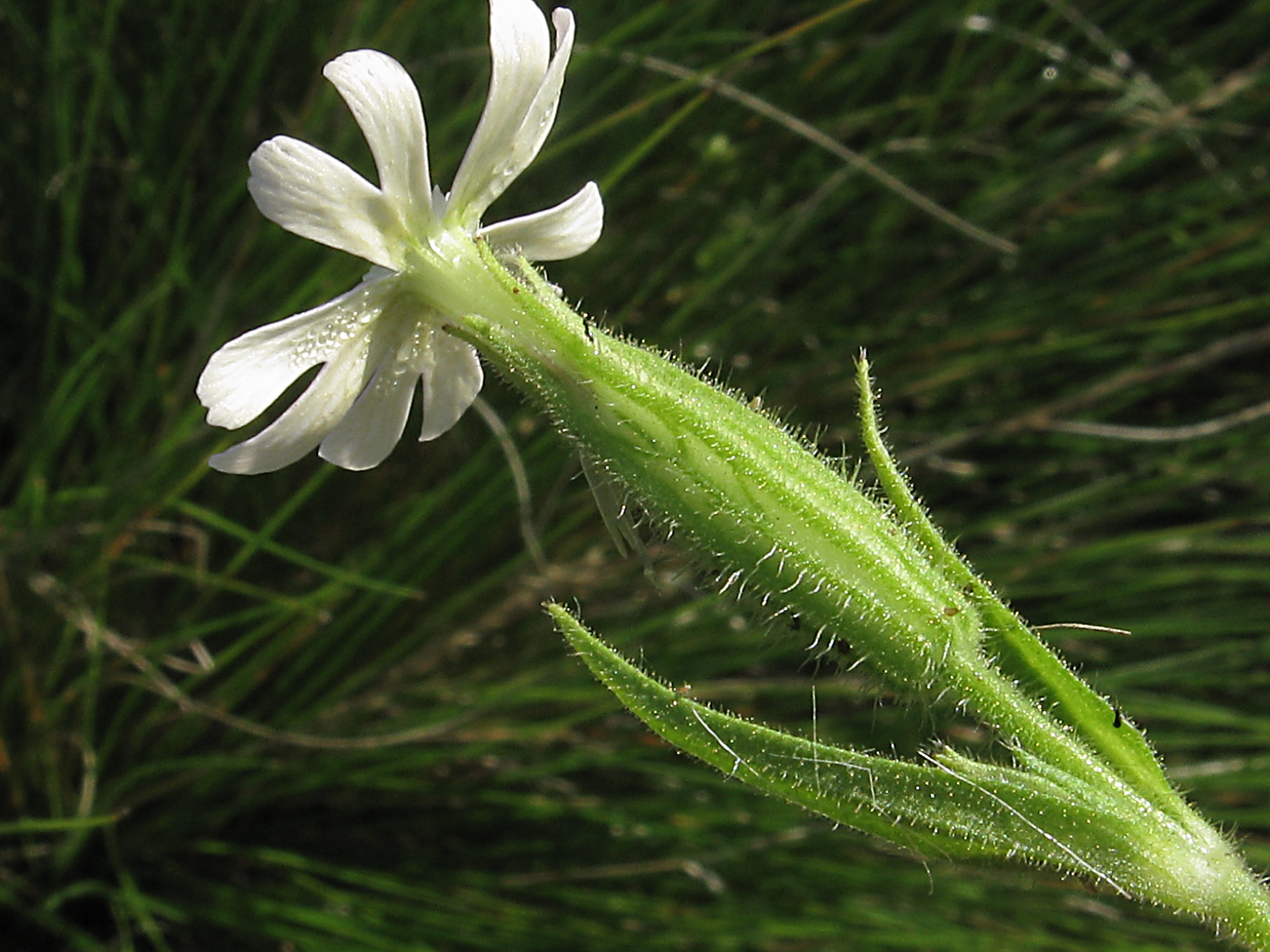 Catchfly Seedlings Growing in Garden Bed
