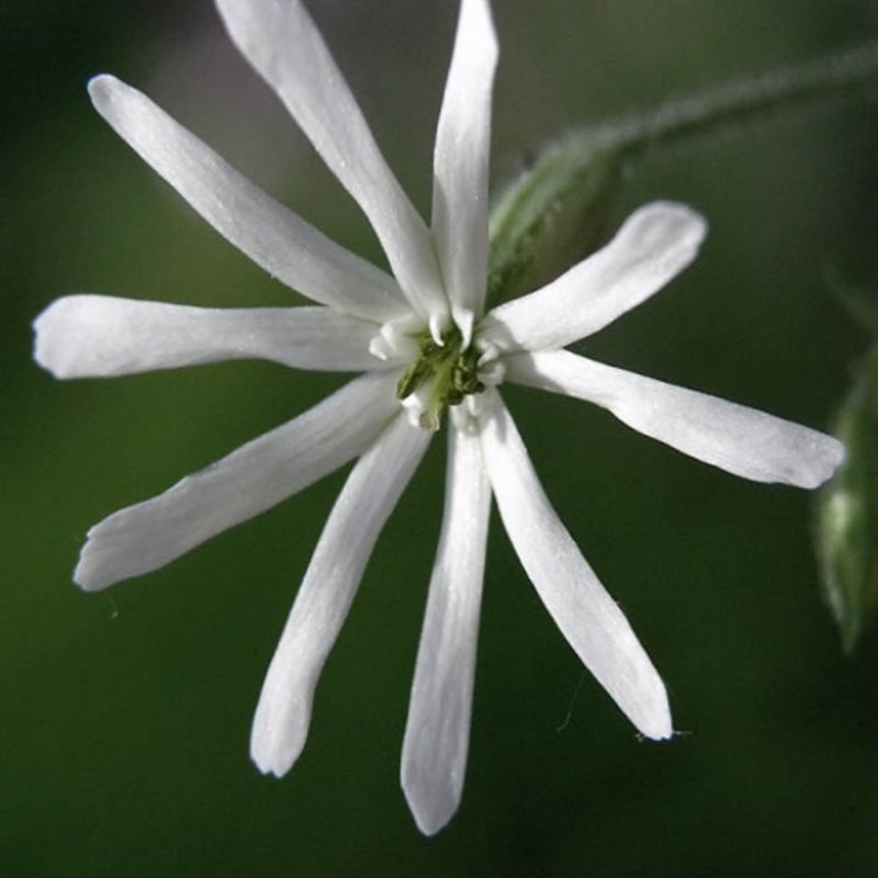 White Catchfly Flower Blooms in Garden from Seeds
