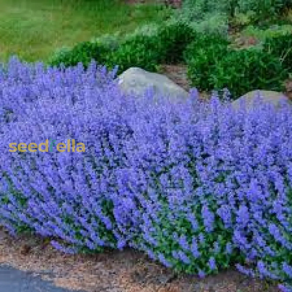 Catmint Blue Flower Seeds For Planting