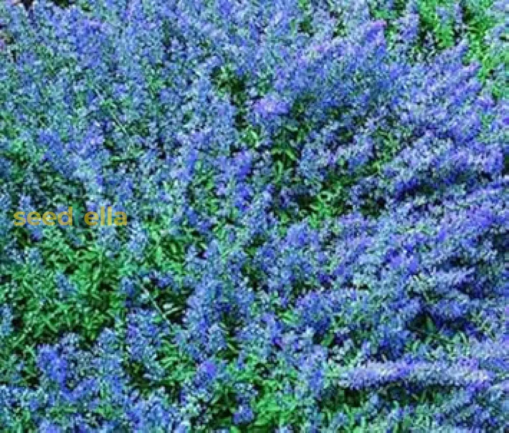 Catmint Blue Flower Seeds For Planting