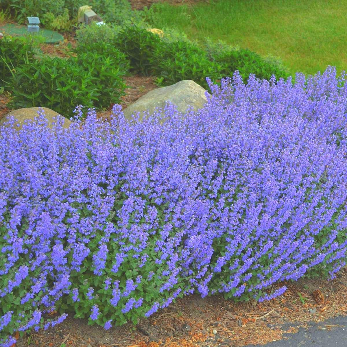 Blue Catmint Flowers Growing Along Garden Border