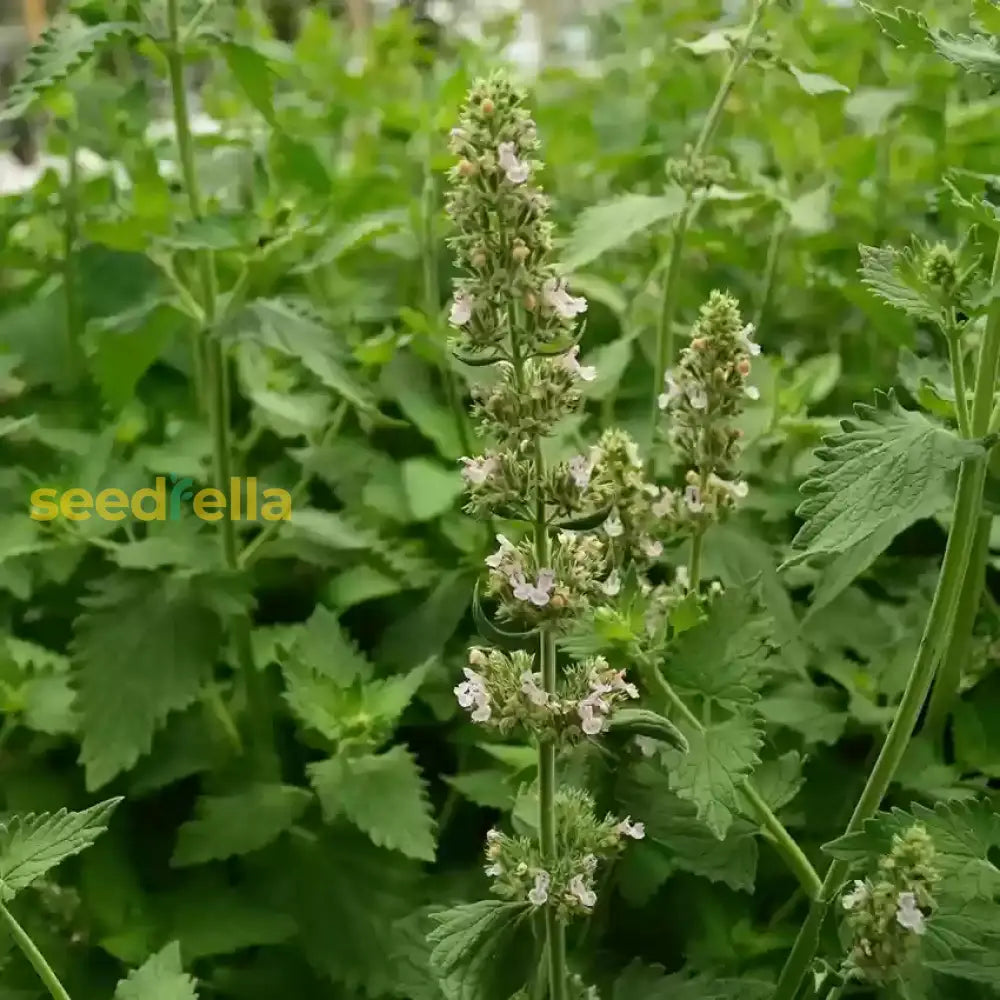 Catmint Seeds for Home Garden – Aromatic Non-GMO Catnip Variety