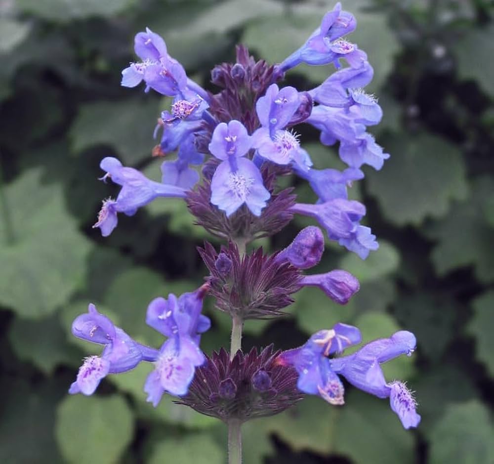 Catnip grown from seeds in bonsai-style container pot