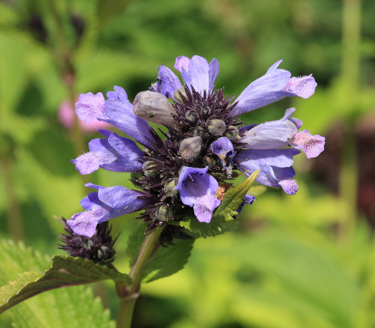 Purple blooms of Japanese Catnip plant in full sun