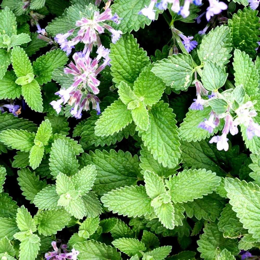Catnip ornamental grey-green foliage from seeds