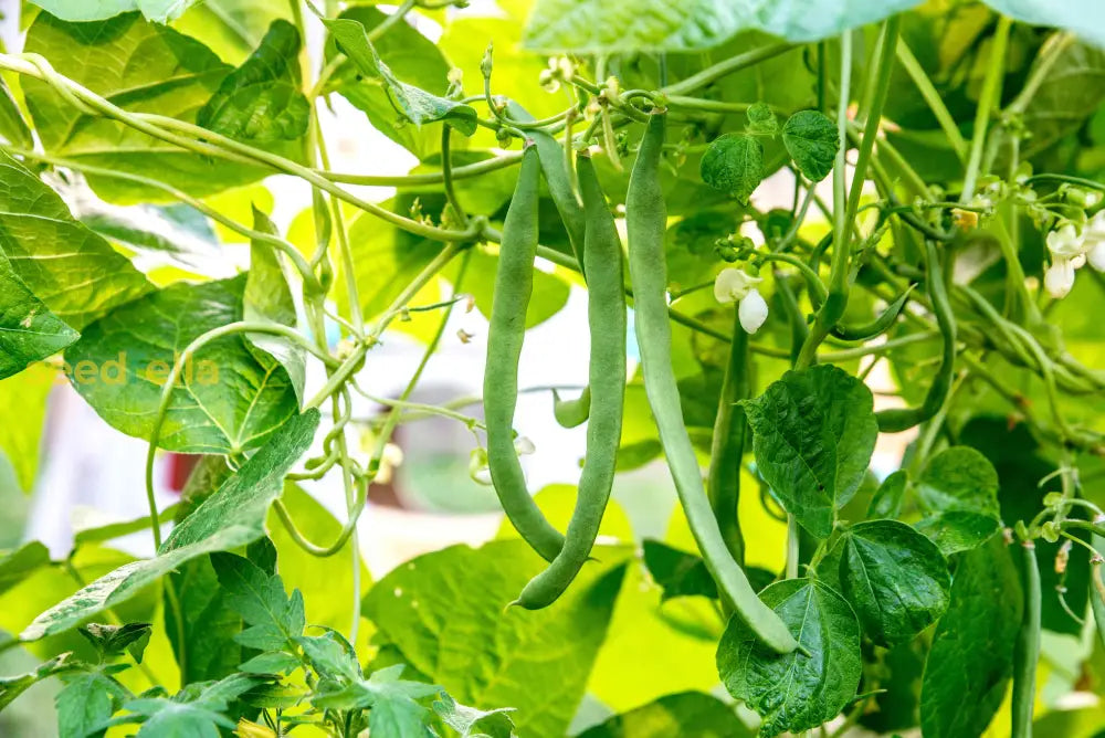 Cattle bean plants growing in rows