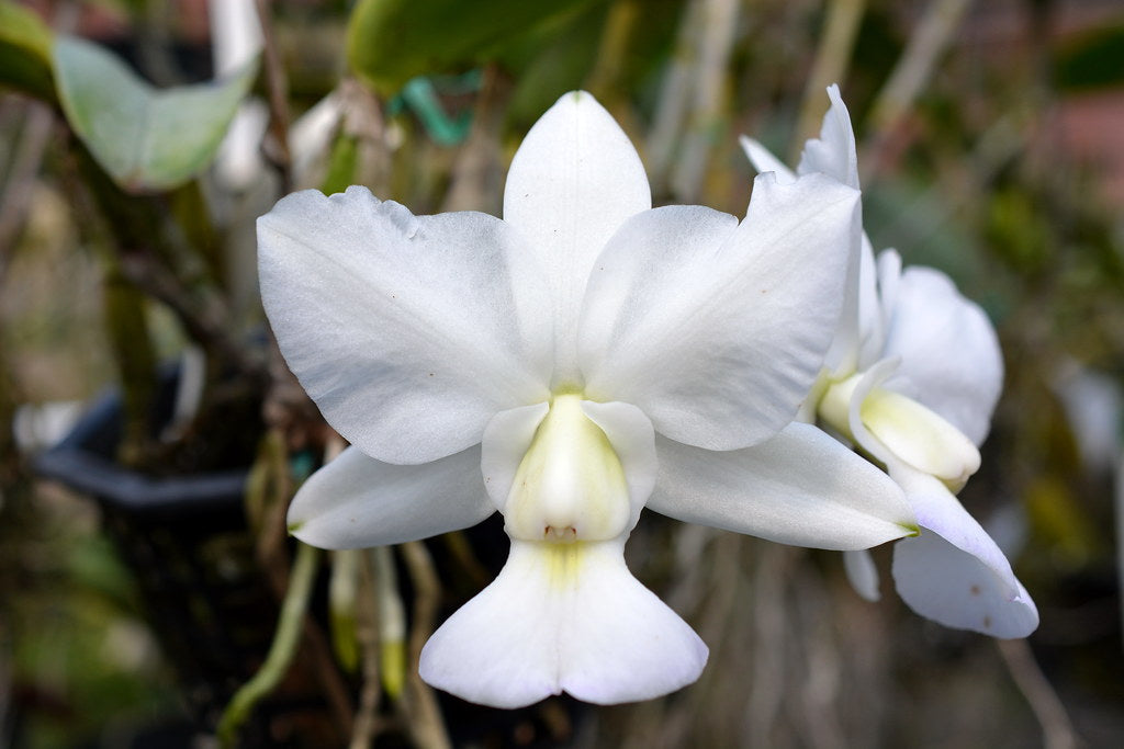 White Cattleya Orchid Bloom Close-Up