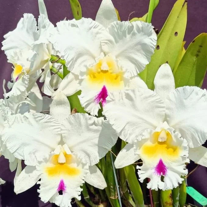 Cattleya Orchid Plant Growing Indoors