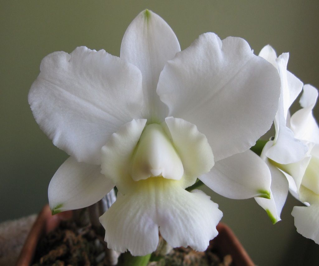 White Cattleya Orchid Plant Growing in Pot