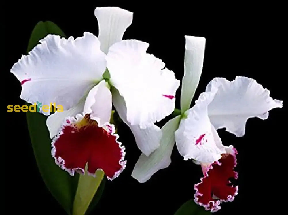 Cattleya Orchid Seeds For Bonsai Planting - Multicolor Butterfly Orchidee Flower