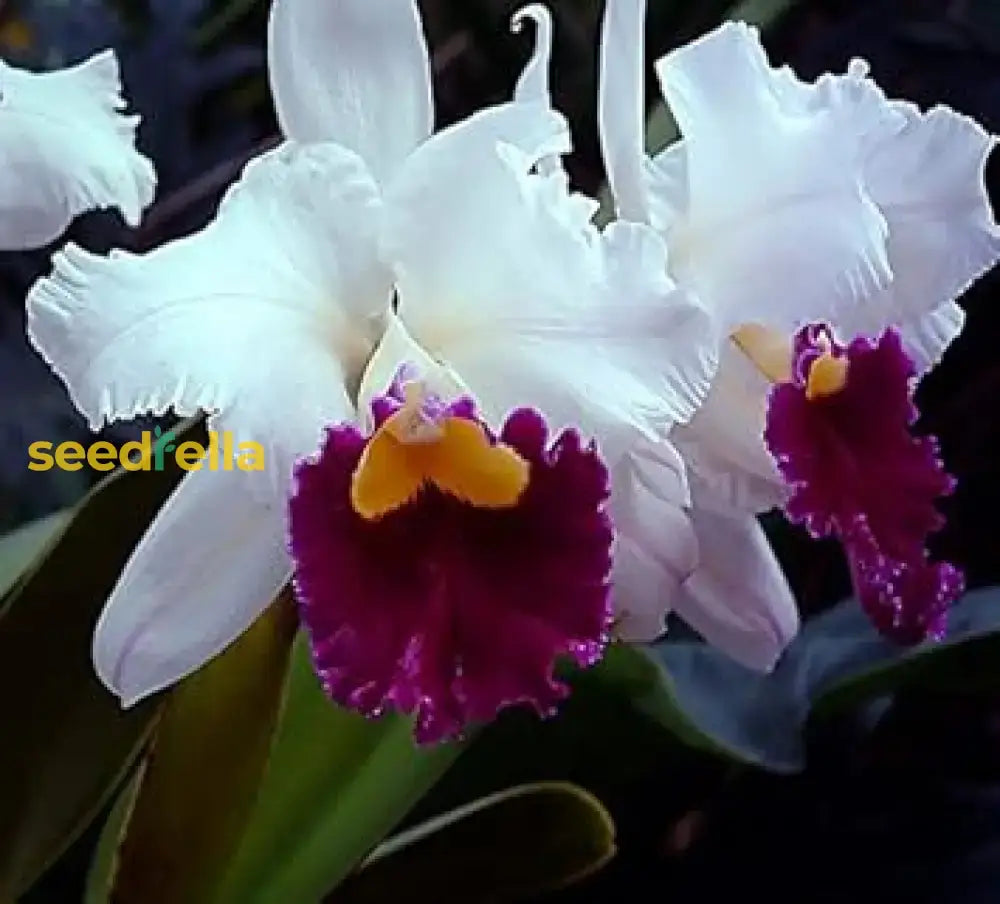 Cattleya Orchid Seeds For Bonsai Planting - Multicolor Butterfly Orchidee Flower