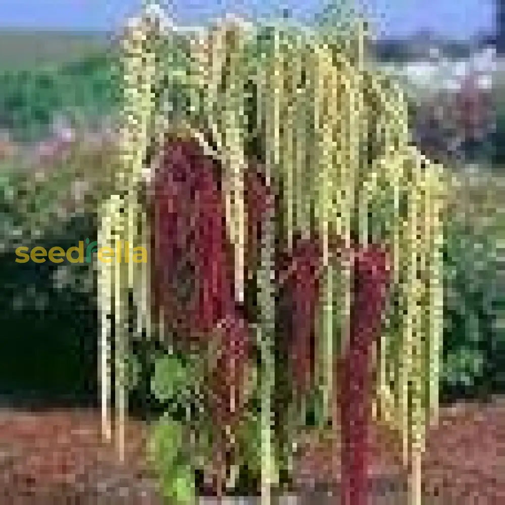 Caudatus Flower Seeds Collection For Planting