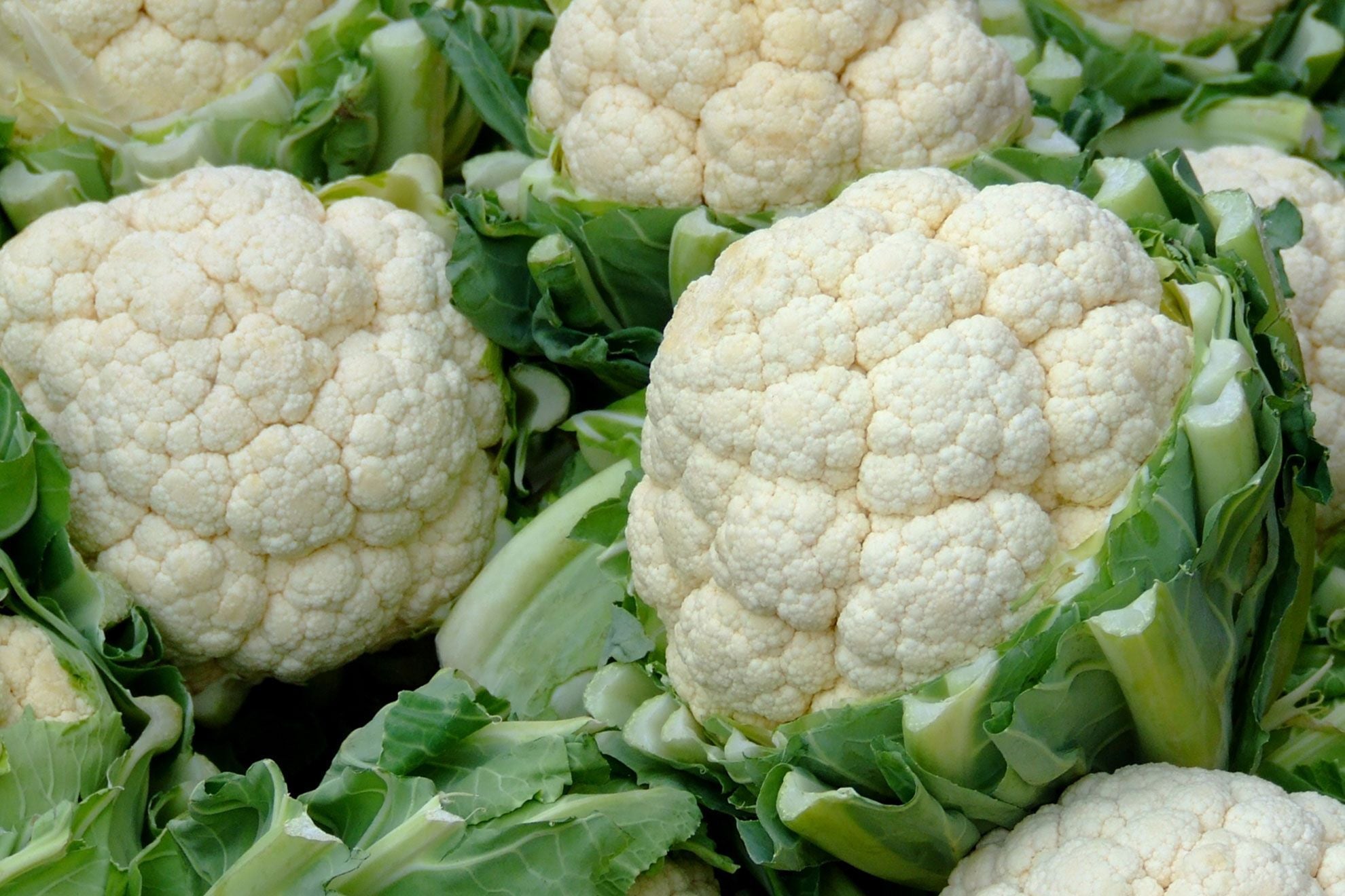 Harvest-ready Cauliflower heads from seeds