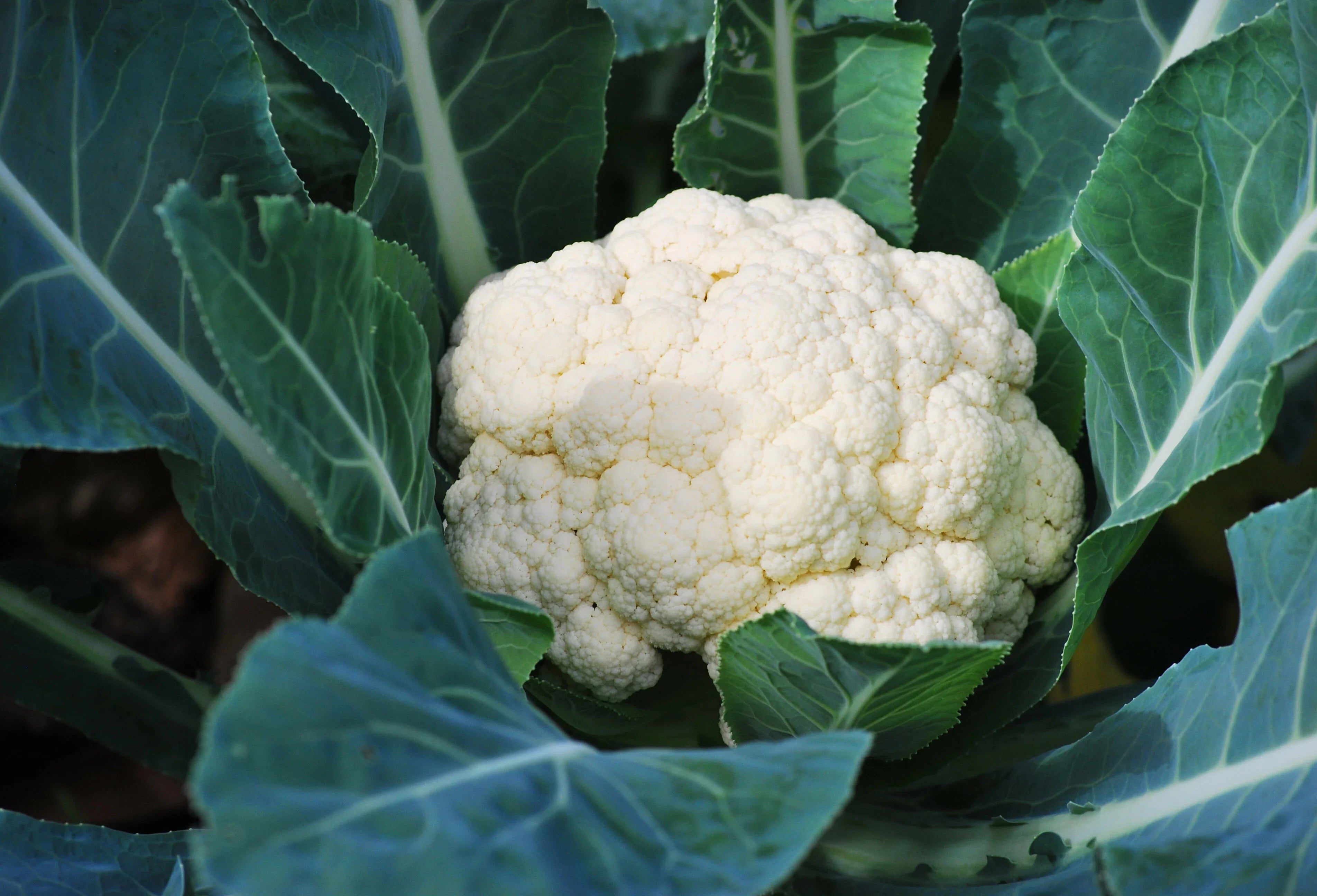 Step-by-step planting guide for Cauliflower seeds