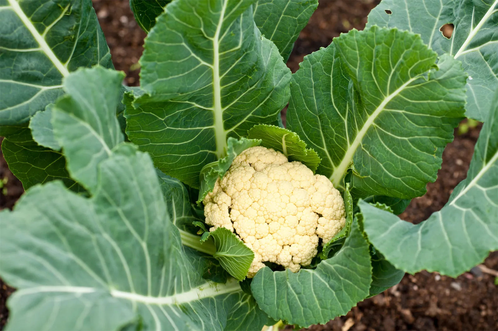 Young Cauliflower seedlings ready for transplant
