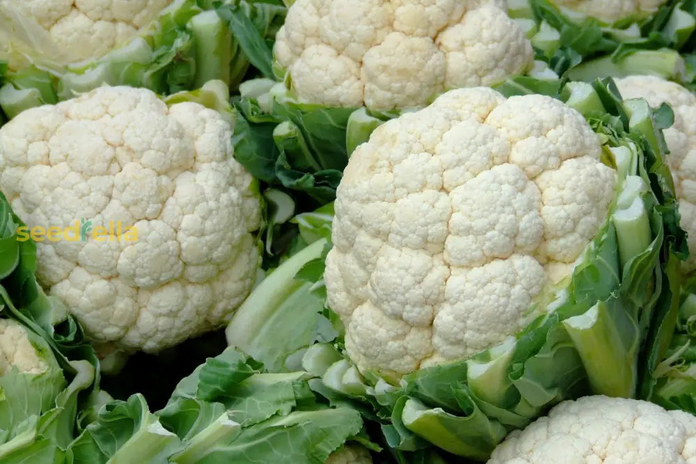 Cauliflower Vegetable Seeds For Home Gardens Seeds