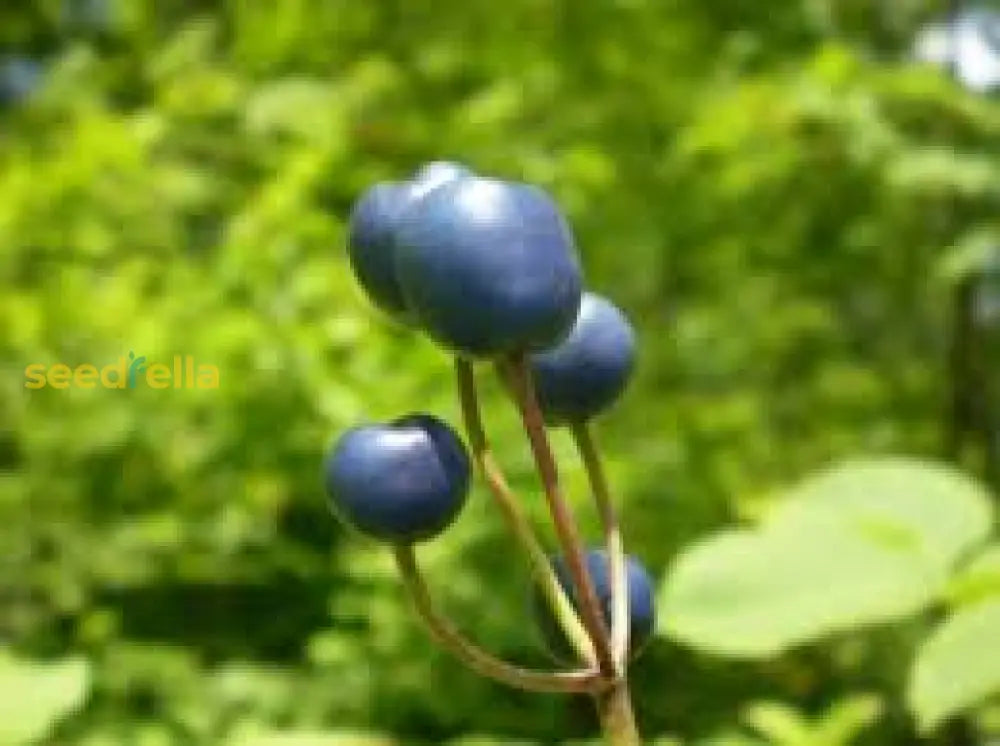 Caulophyllum Seedlings Growing in Moist Soil
