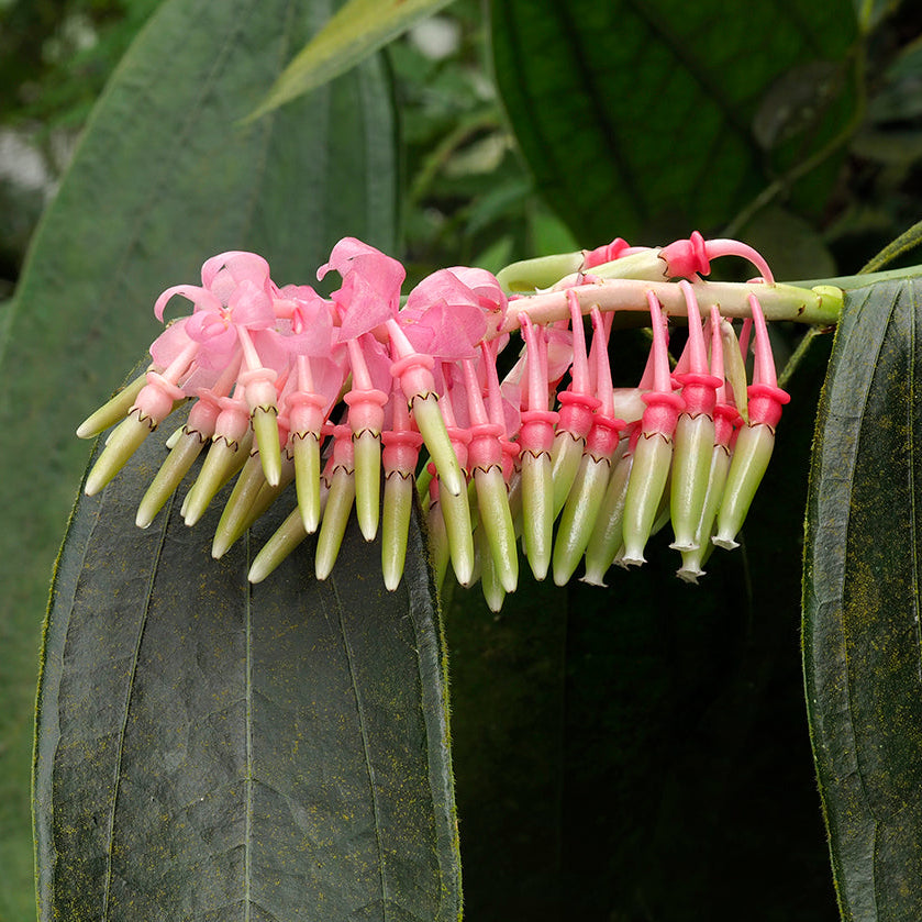 Cavendishia Grandifolia Flower Seeds for Planting