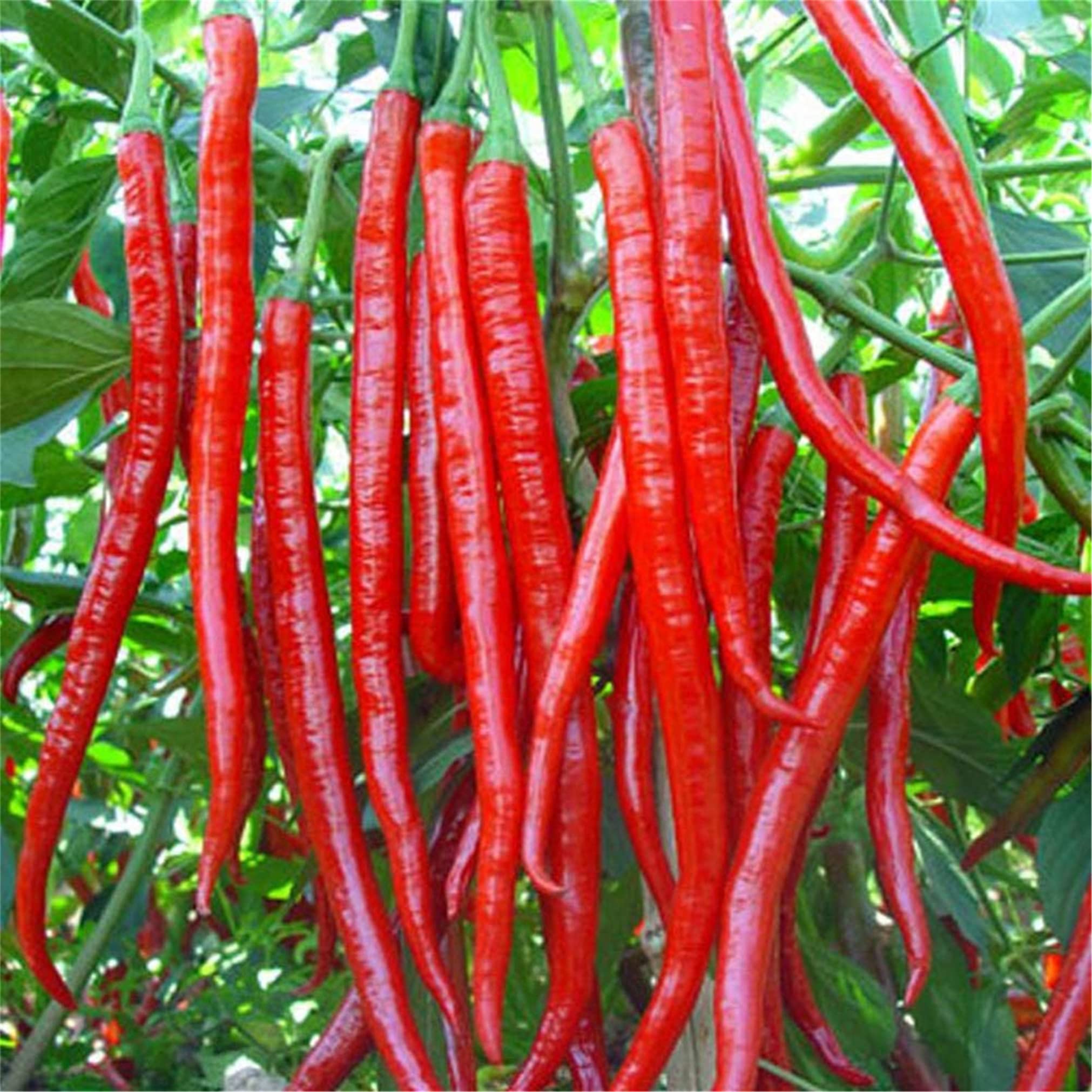 Cayenne long red hot pepper seeds for planting