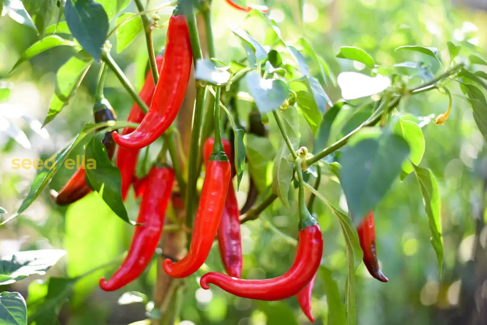 Cayenne pepper seeds for planting in home gardens