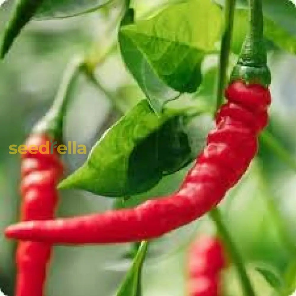 Cayenne Pepper Seeds: Planting Guide For Successful Growth Vegetable Seeds